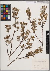 Foto von Salix caprea L. x Salix eleagnos Scop.